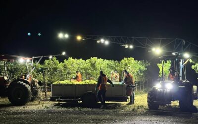 Harvest Traditions in Napa Valley & Sonoma Wine Country